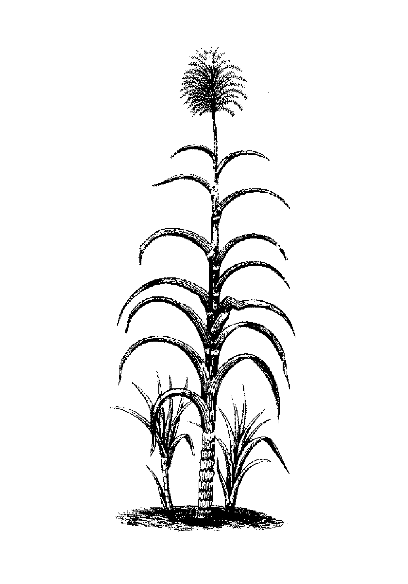 symbol